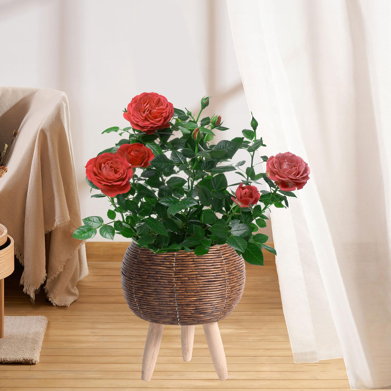Cesta Tejida con Soporte, Orga - Home Decor Rattan reseña y precio
