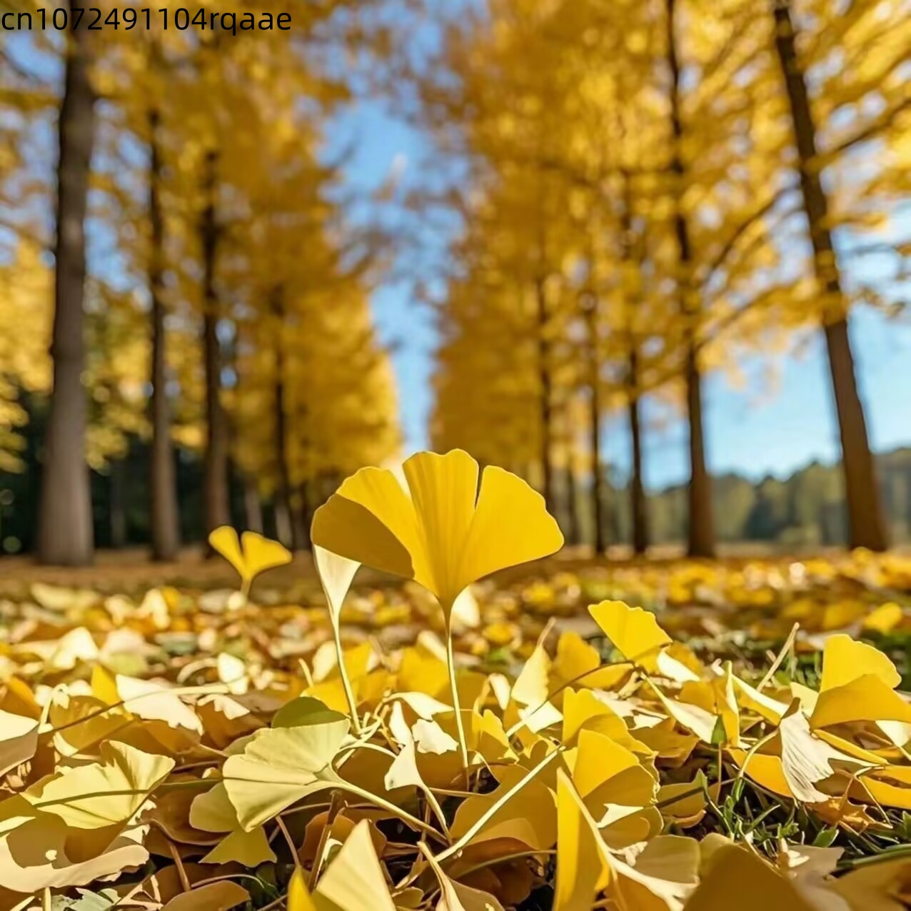 Hojas Secas de Ginkgo Biloba N - Home Decor Rattan reseña y precio
