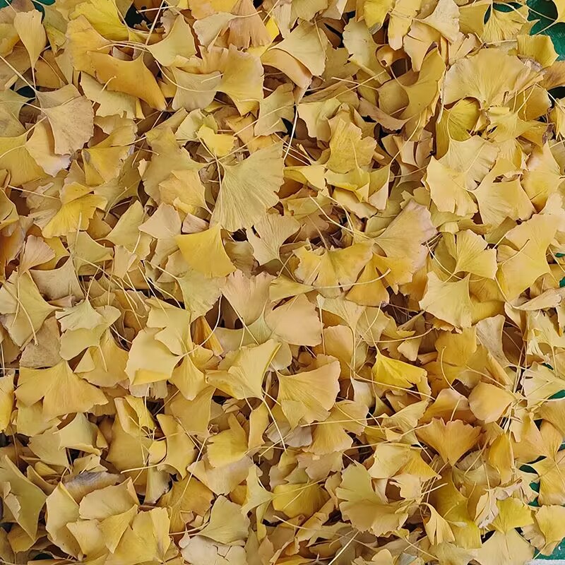 Hojas Secas de Ginkgo Biloba N - Home Decor Rattan reseña y precio