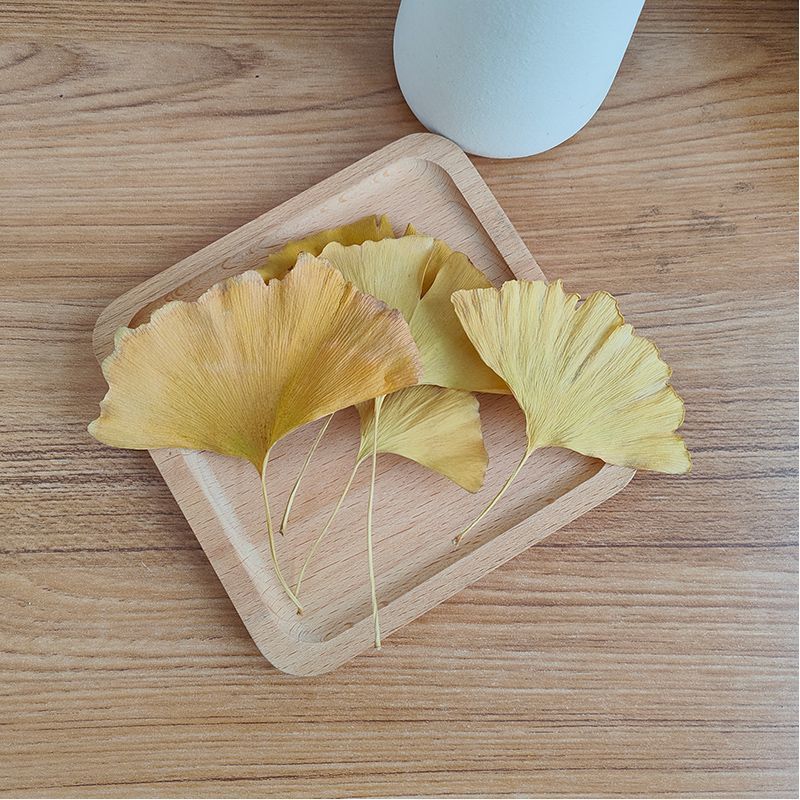 Hojas Secas de Ginkgo Biloba N - Home Decor Rattan reseña y precio